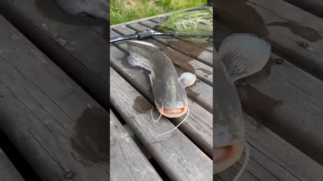 Рыбалка Спб Охта Парк 13 Августа 2022 смотреть онлайн