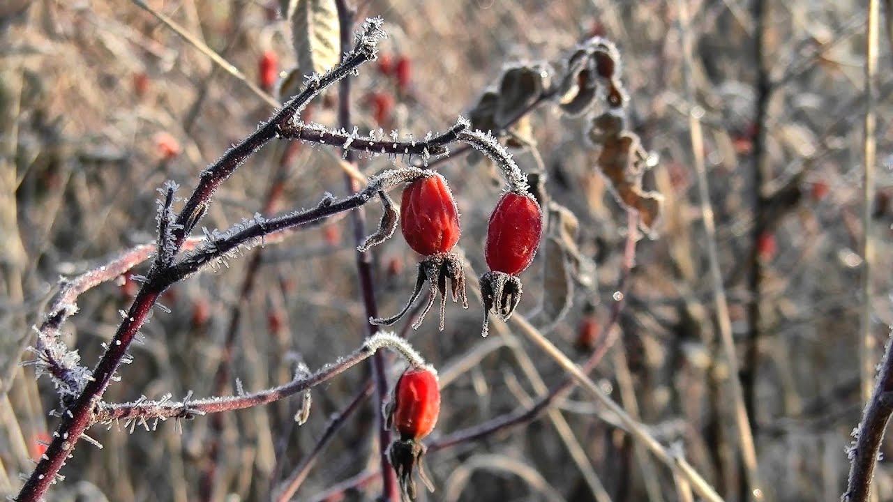 Хреново-ягодный выезд на коп #426 смотреть онлайн