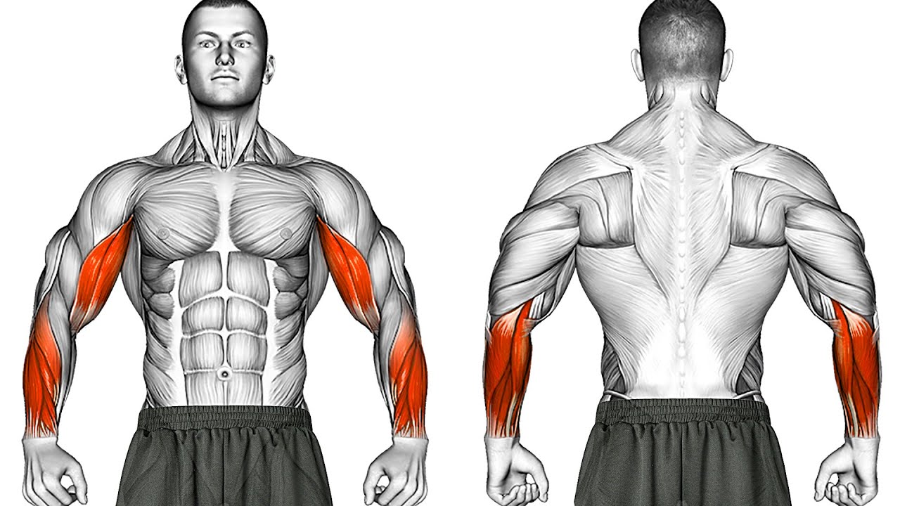 Тренировка Рук с Гантелями для сильных Бицепсов Предплечий Запястий