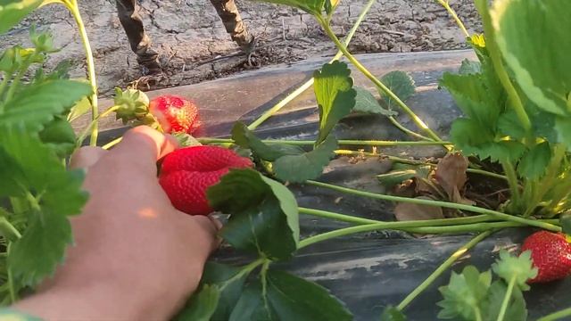 Клубники красной много и цена хорошая а сбора не будет!