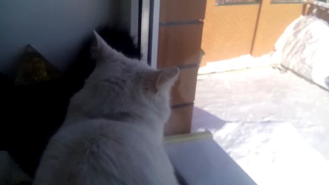 Любитель посмотреть в окно какая погода. "Масяня". смотреть онлайн