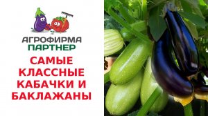 САМЫЕ КЛАССНЫЕ КАБАЧКИ И БАКЛАЖАНЫ