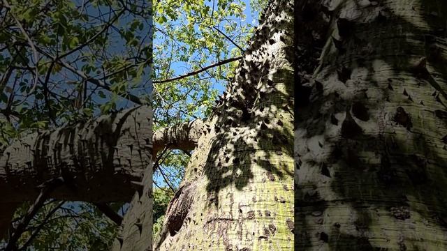 Бутылочное дерево. Гуляем по Буэнос-Айресу. 5.03.23 смотреть онлайн