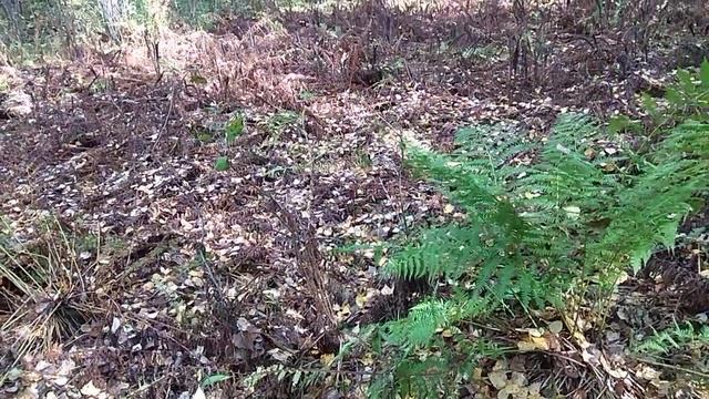 Папортники: это ЭТО НЕВЕРОЯТНО !Щитовник и Страусник 20 Сентября!ТАКОЙ КОНТРАСТ в ЗИМОСТОЙКОСТИ! ! смотреть онлайн