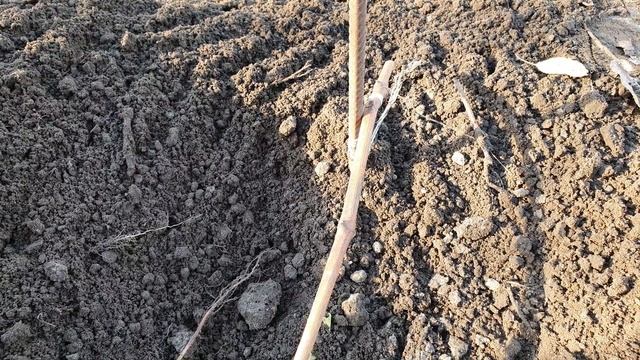 Размножение винограда осенью смотреть онлайн