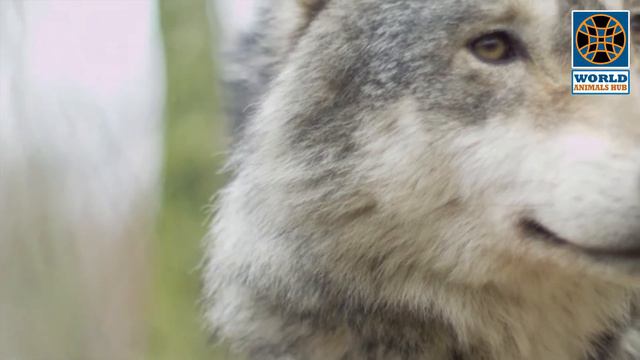 Wolf - Happy Wolf Frostpunk Scene of World Animals Hub In HD | Relaxation Music смотреть онлайн