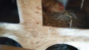 Куры заклевали одну из куриц. Ума не приложу, что теперь с нею делать.