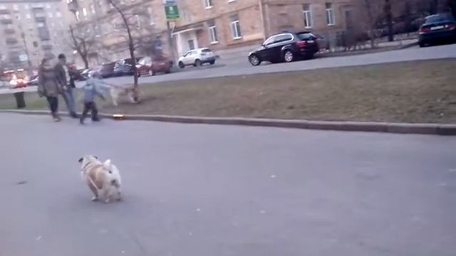 Мини круизер рассказчик Mr. Psih это просто скейт смотреть онлайн