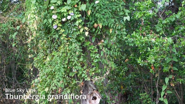 Flowers in my yard in Tarpon Springs October 6, 2023.