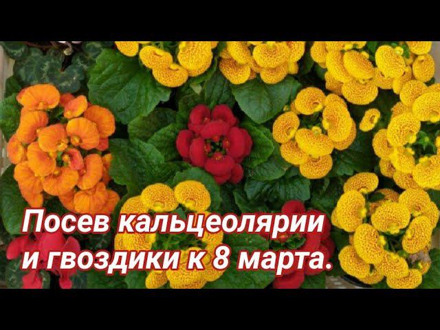 Посев кальцеолярии и гвоздики. + обзор других растений. смотреть онлайн