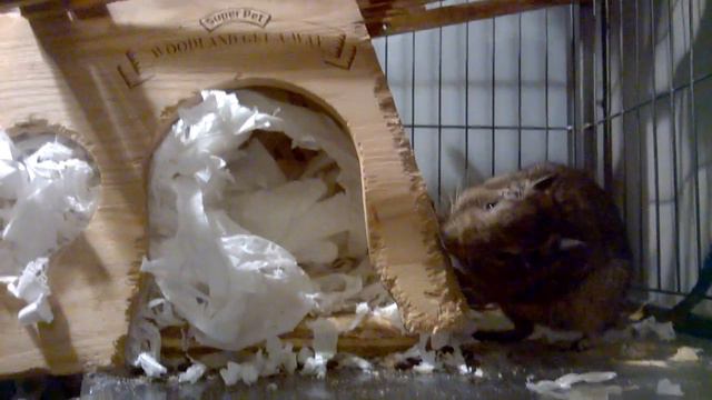 Degus смотреть онлайн