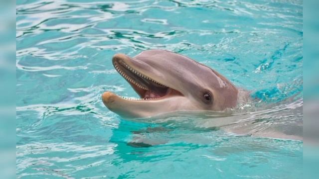 Дельфиндер## Дельфин туралы мәлімет смотреть онлайн