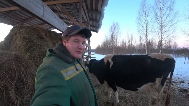 Кого РОДИЛА Корова? Пополнение в ХОЗЯЙСТВЕ Молодая ФЕРМА растёт смотреть онлайн