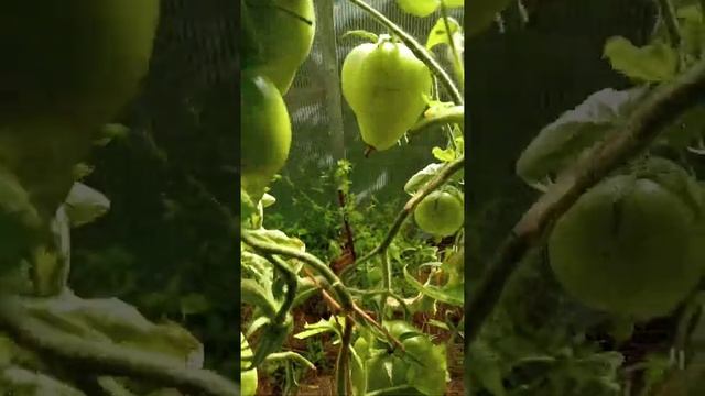 Томат Дедушкино петушиное перышко на 06.07.2021 года смотреть онлайн