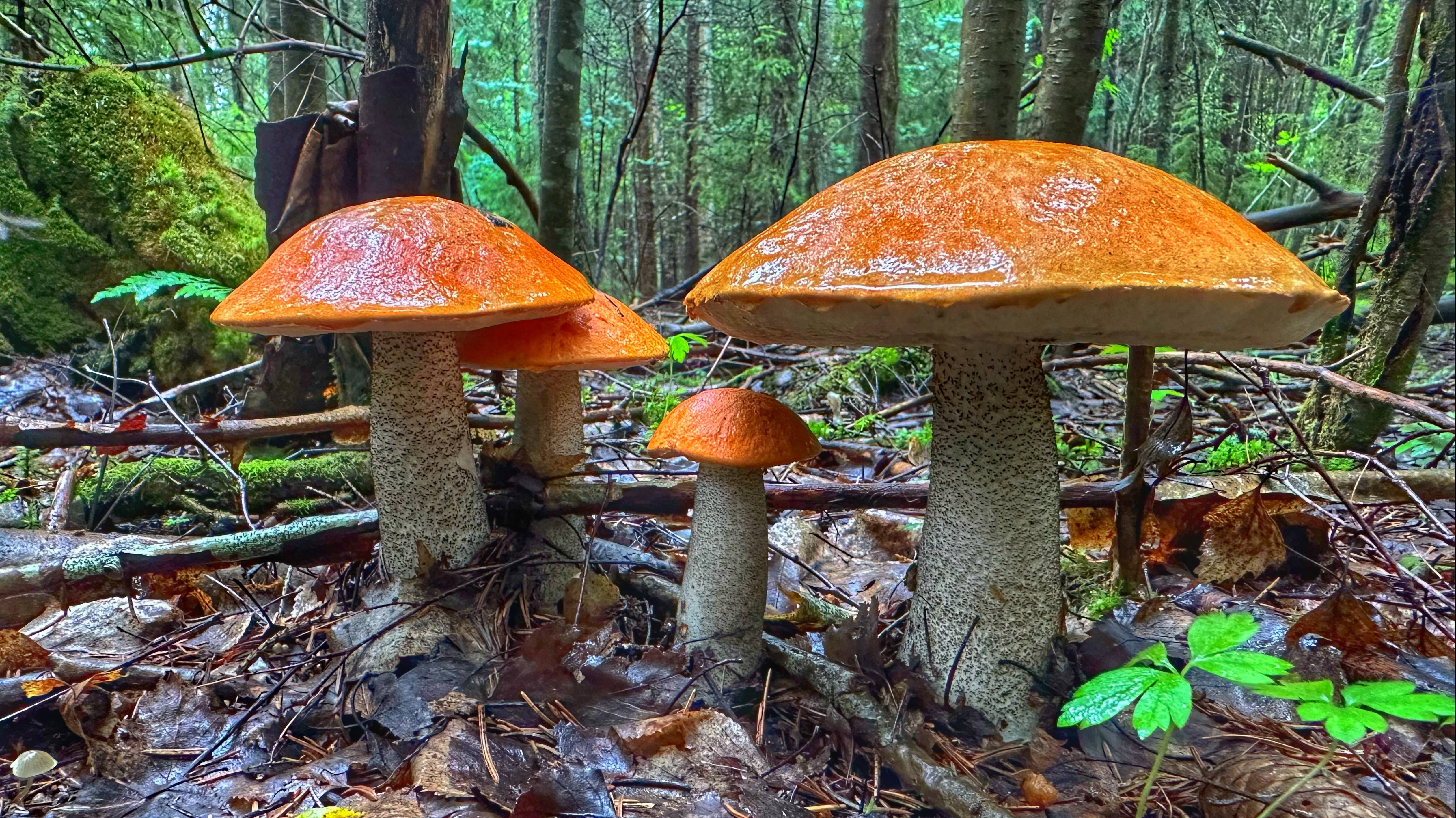 ВЕЧЕРНЯЯ ТИХАЯ ОХОТА В ЕЛОВОМ ЛЕСУ | ПОДОСИНОВИКИ ПРОДОЛЖАЮТ РАДОВАТЬ ГРИБНИКА | ГРИБЫ 2024 смотреть онлайн