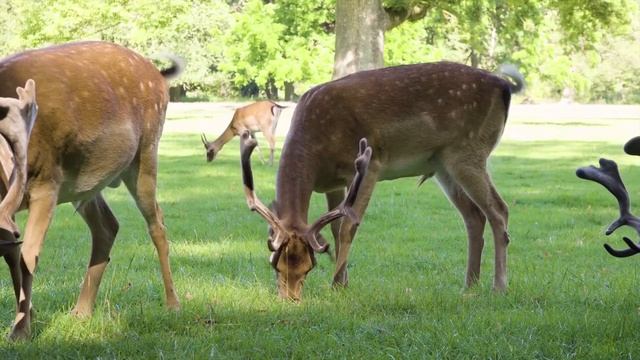 Звук оленя / Как ревёт олень / Как Поют И Разговаривают Олени / Red Deer Roar - Roaring смотреть онлайн