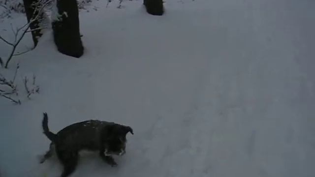 Zwergschnauzer im Schnee смотреть онлайн