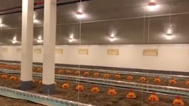 Отопление птичника на 27 000 голов смотреть онлайн