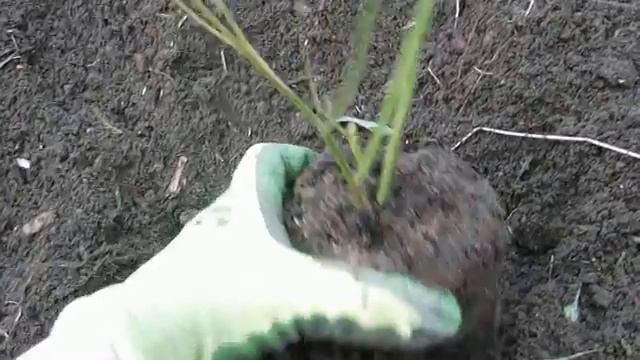 Посадка голубики. Голубика смотреть онлайн