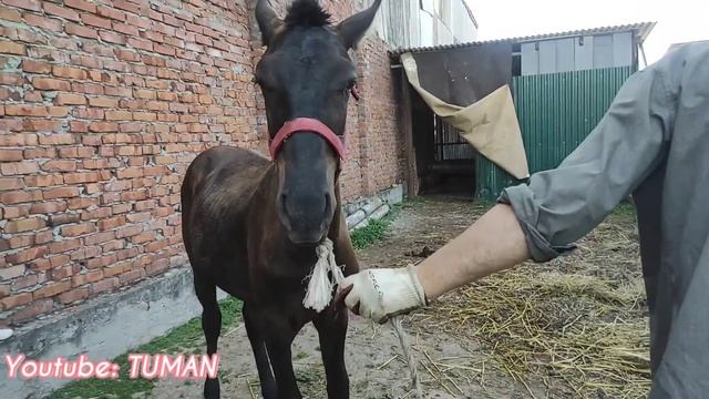 Три полезных совета , для начинающих конников. смотреть онлайн