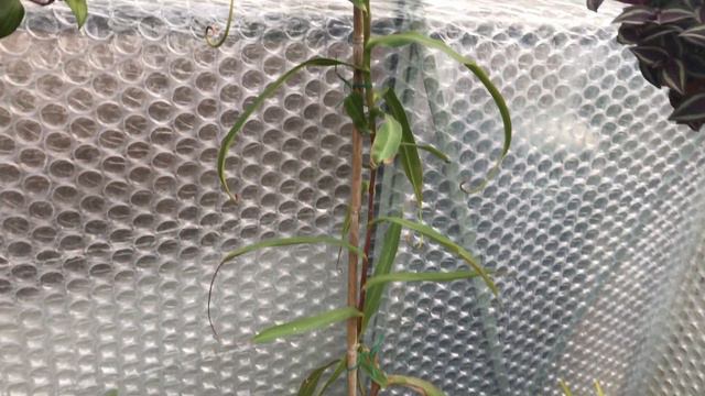 TROPICAL GREENHOUSE TOUR - in a cold climate! смотреть онлайн