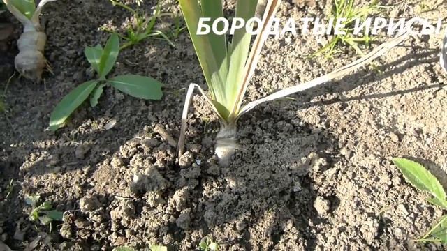 ПОЛИВ РОЗ ПЕРЕД УКРЫТИЕМ, Как НЕСЛОЖНО ПОДГОТОВИТЬ многолетники к зиме,ОТВЕТЫ в видео. смотреть онлайн