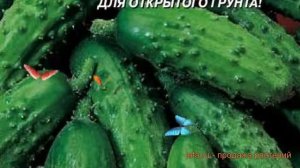 Огурец обыкновенный Моравский корнишон F1 ? обзор: как сажать, семена огурца Моравский корнишон F1