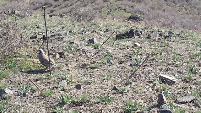 охота кеклик 10 апреля 20 21 смотреть онлайн