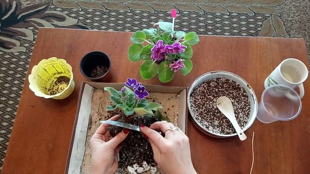 Как омолодить старую фиалку ( частично )