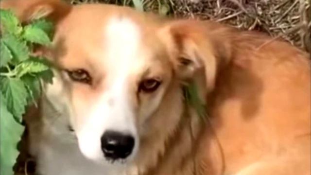 Мужчина заметил собаку на обочине дороги. Подойдя ближе он заплакал! смотреть онлайн