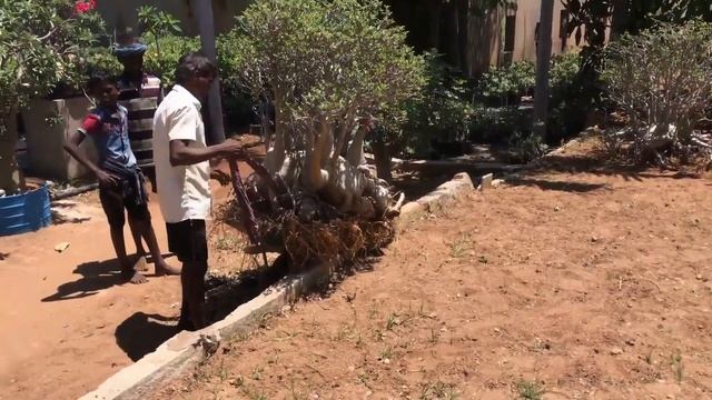 Adenium arabicum Super Specimens Pot to Ground смотреть онлайн