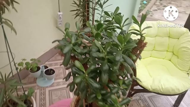 Бонсай из Красулы ( Толстянки) смотреть онлайн