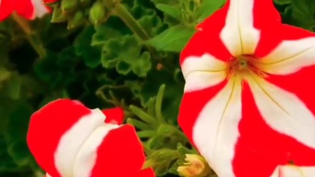 Бахор гуллари / Весенние цветы / Spring flowers смотреть онлайн