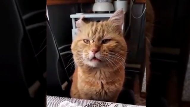 Кот поёт с хозяином песню.mp4 смотреть онлайн