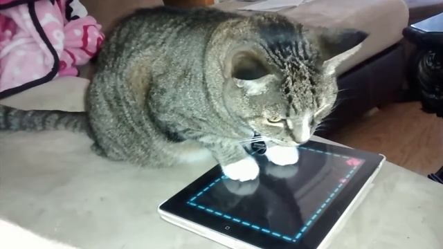 Scooter cat plays iPad game смотреть онлайн