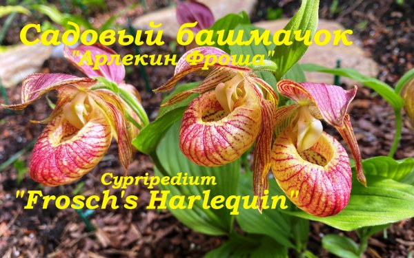 Садовый башмачок "Арлекин Фроша", Cypripedium 'Frosch's Harlequin'