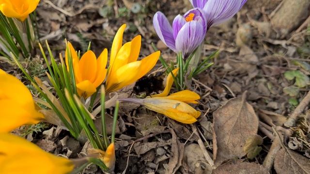ДАЧНЫЙ УЧАСТОК В КОНЦЕ ФЕВРАЛЯ. ВЕСЕННЕЕ НАСТРОЕНИЕ. ПЕРВЫЕ ЦВЕТЫ НА ДАЧНОМ УЧАСТКЕ. ДАЧА В ГЕРМАНИ смотреть онлайн