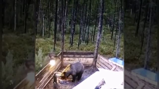 как медведь объедает свинью смотреть онлайн