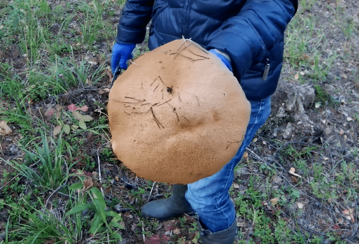 Супер гриб, подосиновик-зонт! #shorts смотреть онлайн