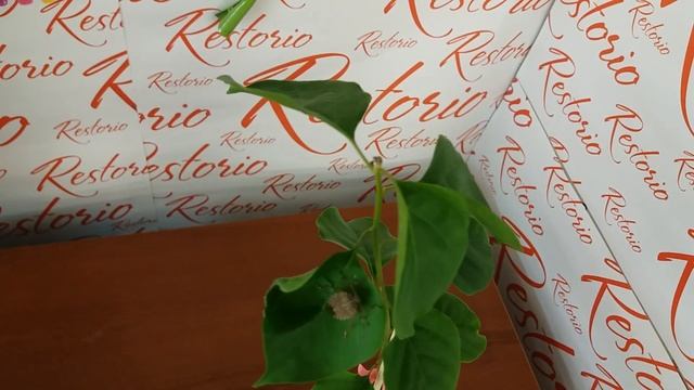 Клоп вонючка в квартире! Аааааа... смотреть онлайн