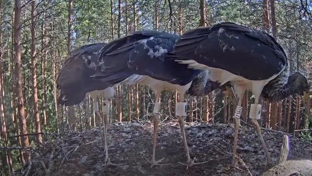 Черный аист . Аистенок поймал бабочку. A stork caught a butterfly. смотреть онлайн
