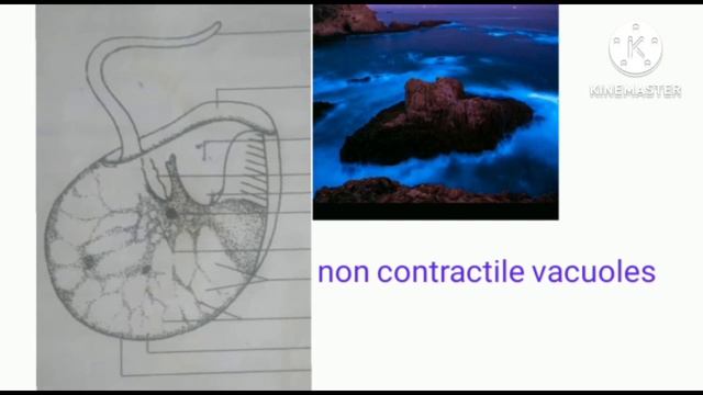 NOCTILUCA|malayalam|noctiluca |bsc Zoology|kingdom Protista🌀