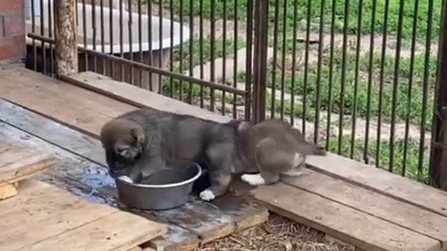 Питомник Бишенели смотреть онлайн