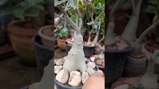 my terrace garden update 4 December adenium flower| garden- of -dreams| смотреть онлайн