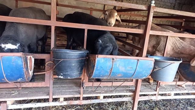 КУЙ БОКИШДАН ОЛДИН ШУ ВИДЕОНИ КУРИНГ АРЗОН УСЛУБДА КУЙХОНА КУРИШ