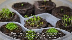 Как вырастить петунию из семян в домашних условиях: посев на рассаду, уход, пересадка в открытый г.