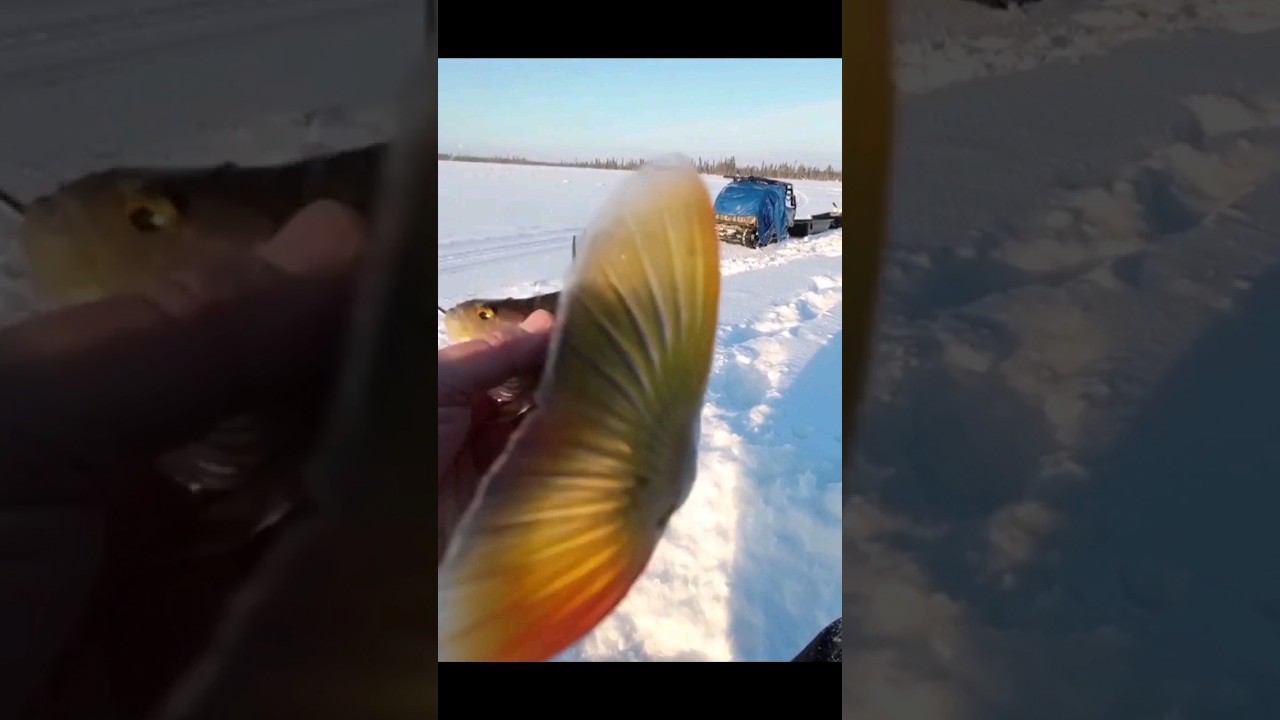 полное видео на канале #рыбалкавсибири #окуньнаблесну #окунь #щука #pike #perch смотреть онлайн
