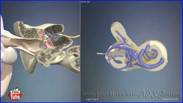 Внутреннее ухо | 3D Анатомия человека | Внутренние органы смотреть онлайн