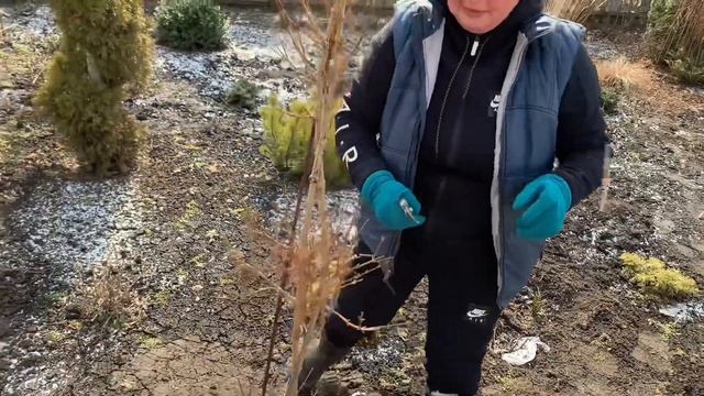 ФОРЗИЦИЯ. СТРИЖКА ФОРЗИЦИИ. КАК ФОРМИРОВАТЬ ФОРЗИЦИЮ?