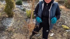 ФОРЗИЦИЯ. СТРИЖКА ФОРЗИЦИИ. КАК ФОРМИРОВАТЬ ФОРЗИЦИЮ?